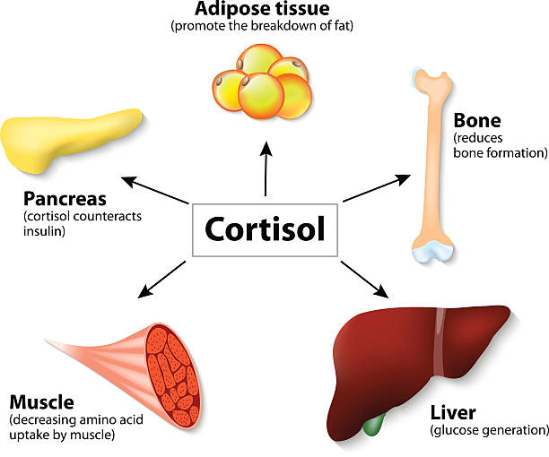 Hormones and Bones