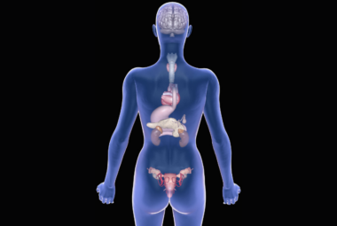 endocrine system and bone health